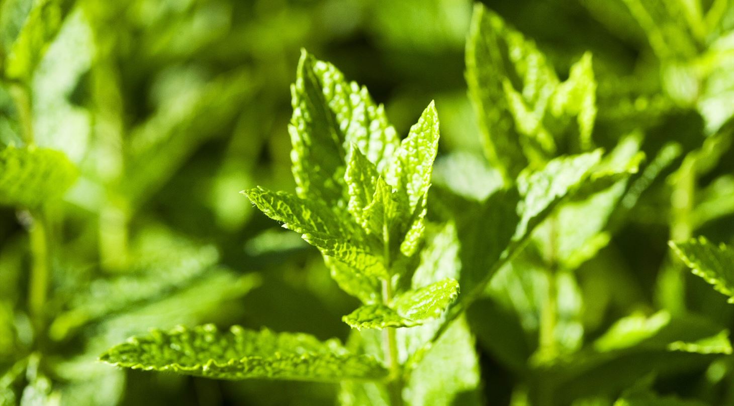 F�devaresvindel - mynte